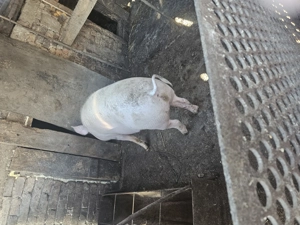 Vând porci - imagine 3