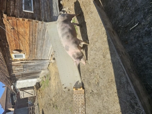 Vând porci - imagine 2