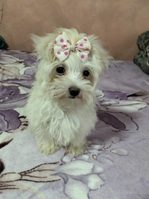 Bichon maltez mini toy  - imagine 2