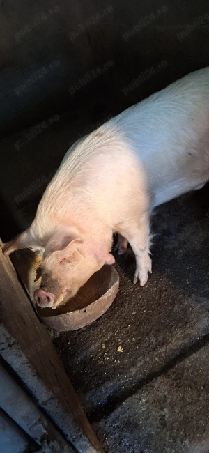 vand porci - imagine 3