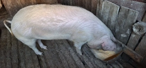 vand porci - imagine 2