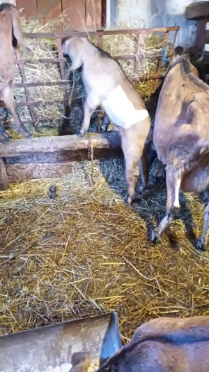 Tapisor anglo nubian