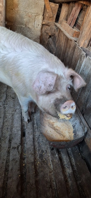 vand porci - imagine 4