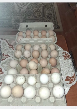 Gaini Brahma, Pereche Cochinchina talie mare alb si bobat.Oua - imagine 5