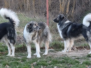 Femela ciobanesc romanesc carpatin - imagine 4