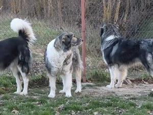 Femela ciobanesc romanesc carpatin - imagine 2