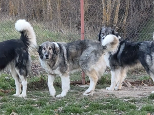 Femela ciobanesc romanesc carpatin - imagine 3