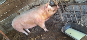 Vând acest animal  - imagine 3