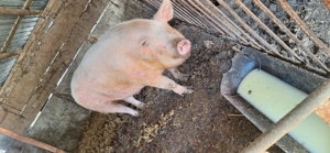 Vând acest animal  - imagine 2