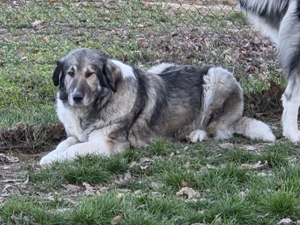 Femela ciobanesc romanesc carpatin - imagine 5