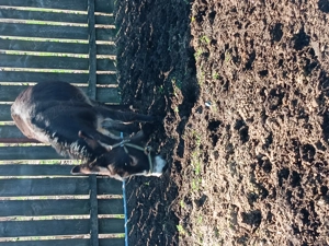 Magar de vanzare  - imagine 2