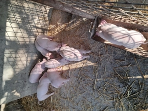 Purcei landrace de vinzare. - imagine 2