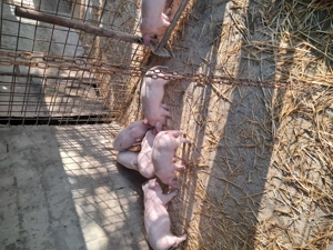 Purcei landrace de vinzare. - imagine 4