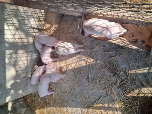 Purcei landrace de vinzare. - imagine 3