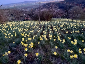 Vand teren intravilan Oradea pe str Gheorghe Doja, 5 minute de centru - nu colaborez cu agentii imob - imagine 3