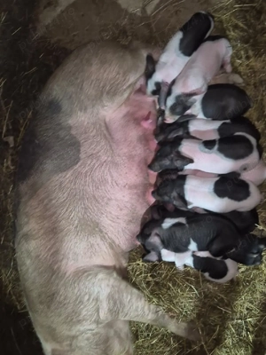 suntem de vanzare scroafa la prima fătare cu 11 purcei  - imagine 3