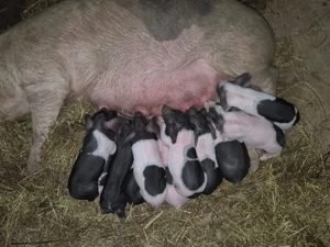 suntem de vanzare scroafa la prima fătare cu 11 purcei  - imagine 2