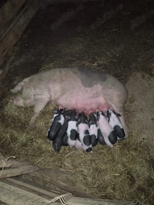 suntem de vanzare scroafa la prima fătare cu 11 purcei  - imagine 4