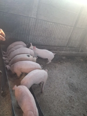 vand purcei - imagine 2