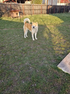 AKITA INU cauta partenera... - imagine 4