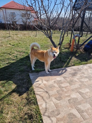 AKITA INU cauta partenera...