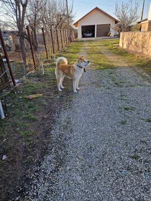AKITA INU cauta partenera... - imagine 2