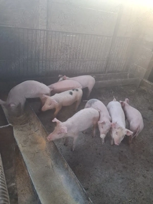 vand purcei - imagine 3