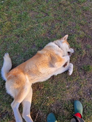 AKITA INU cauta partenera... - imagine 5