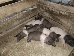  Vând purcei bazna  - imagine 2