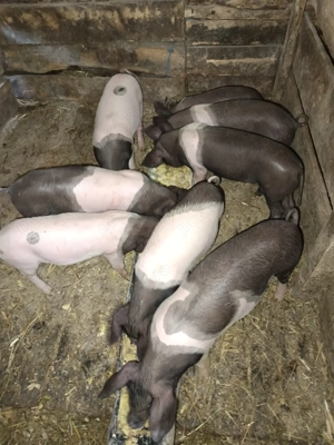  Vând purcei bazna  - imagine 4