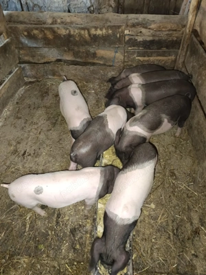  Vând purcei bazna  - imagine 3