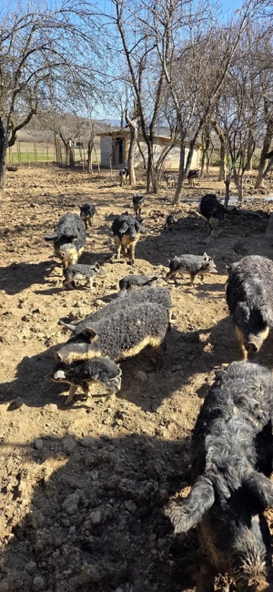 Porci Mangalița de vânzare - imagine 4