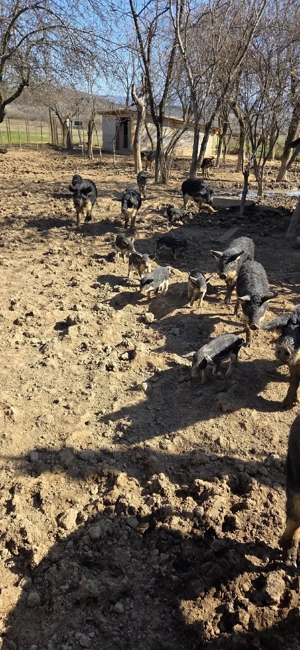 Porci Mangalița de vânzare - imagine 5