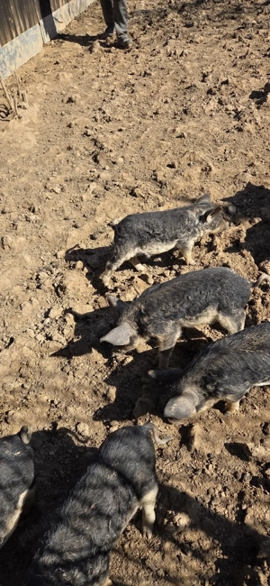 Porci Mangalița de vânzare - imagine 3