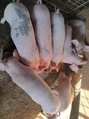 purcei 8 saptamani  - imagine 3