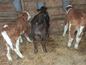 Vand 3 taurasi frumosi