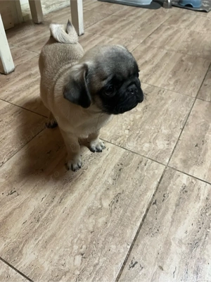 Puiuti de mops pug  - imagine 3