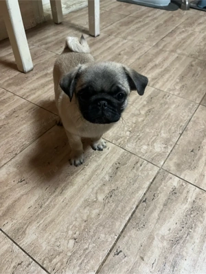 Puiuti de mops pug 