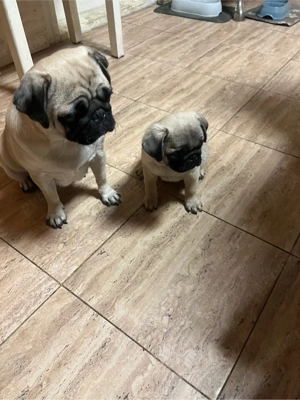 Puiuti de mops pug  - imagine 5