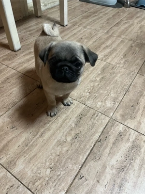 Puiuti de mops pug  - imagine 4