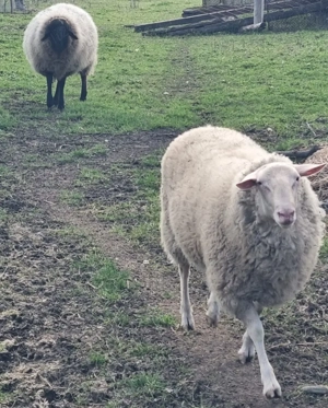 Friză  germana  berbec  - imagine 2