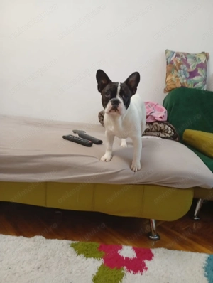 Fetița bulldog francez  - imagine 2