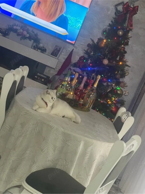 British Shorthair Silver - imagine 3