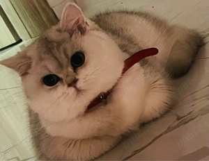 British Shorthair Silver
