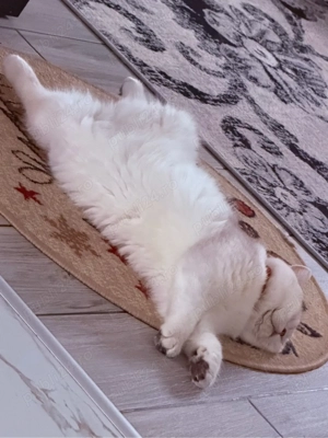 British Shorthair Silver - imagine 4