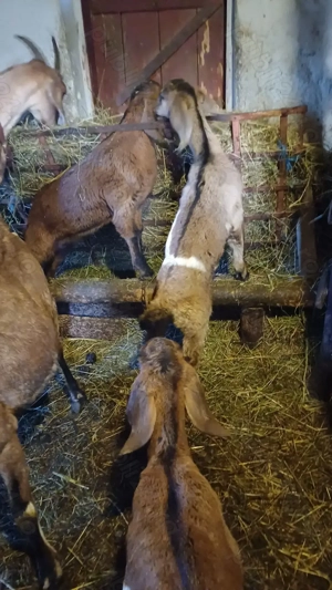 Tapusori anglo nubiene rasa pura