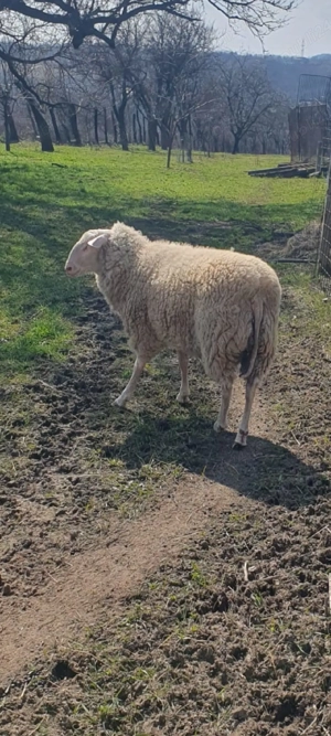 Friză  germana  berbec  - imagine 4