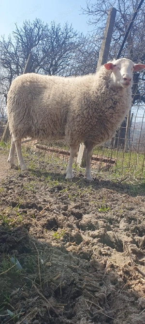 Friză  germana  berbec  - imagine 5