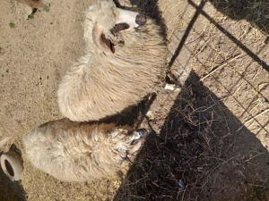 Vând 2 noatini și 2 noatine.