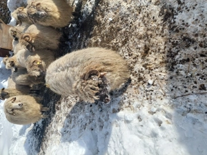 Vând 2 noatini și 2 noatine. - imagine 2